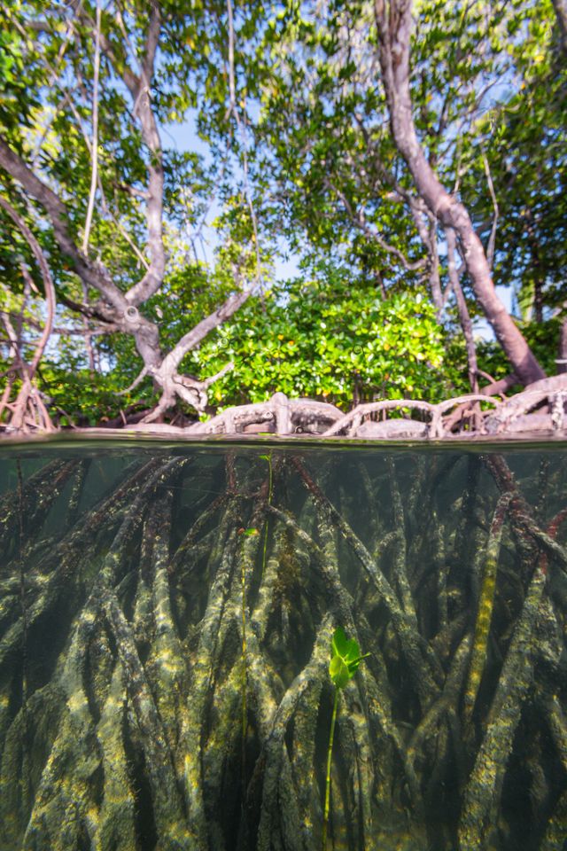 Cross-section of a mangrove tree trunk with roots and green leaves above water